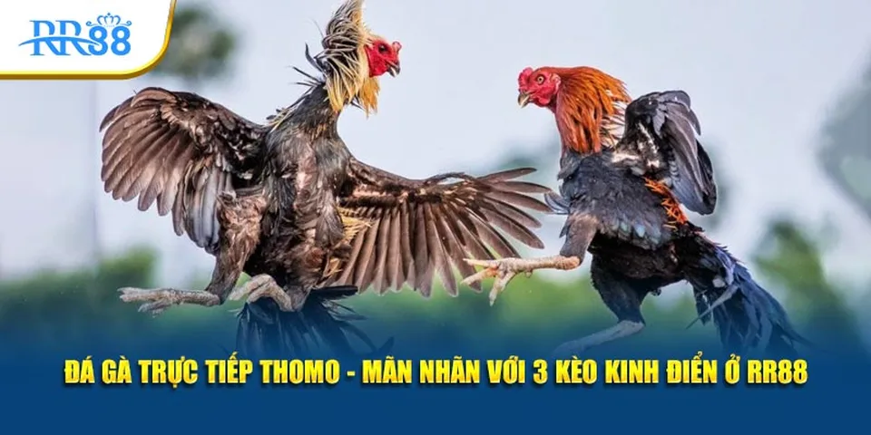 Các hình thức đá gà đa dạng tại RR88 phù hợp mọi gu người chơi