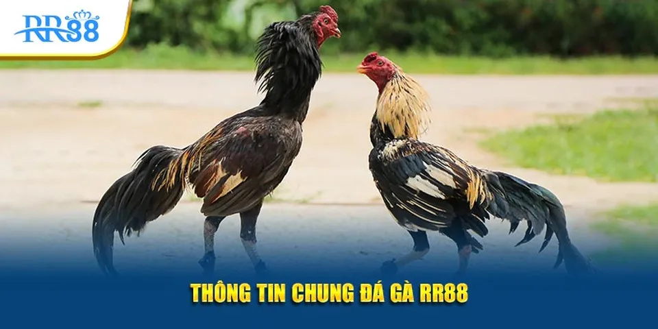 Tổng quan về chuyên mục đá gà tại RR88