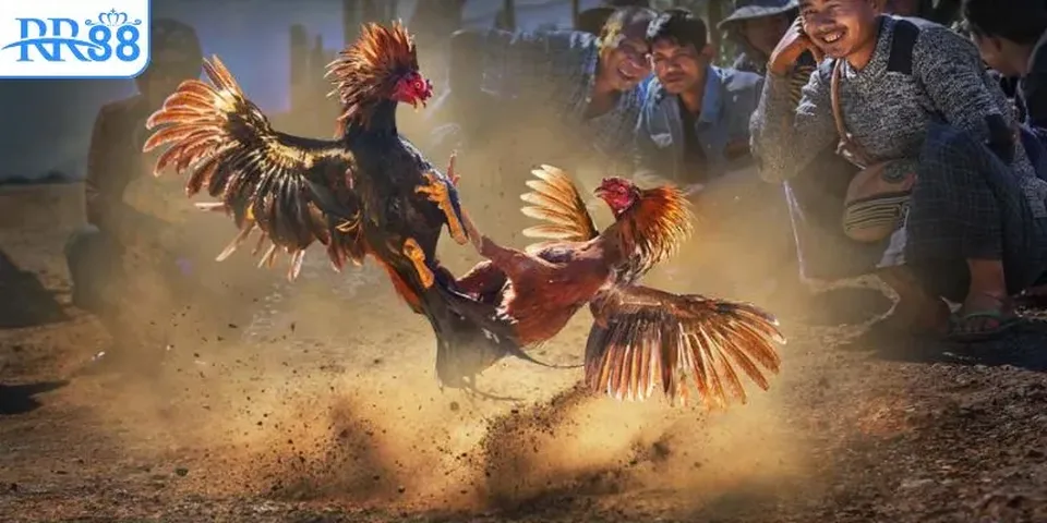 Nhiều phần quà giá trị dành cho hội viên thường xuyên tham gia đá gà tại RR88
